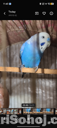 বাজিগর পাখি